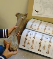 ARCHEO'ZOO