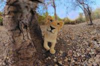 IMMERSION 360° DANS LA VIE SAUVAGE