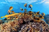 IMMERSION 360° DANS LA VIE SAUVAGE
